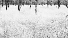 Kein Schnee - No Snow