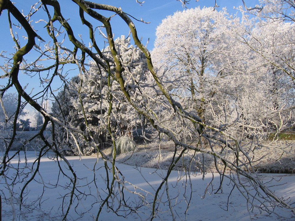 Kein Schnee,aber Reif auf den Bäume.