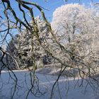 Kein Schnee,aber Reif auf den Bäume.