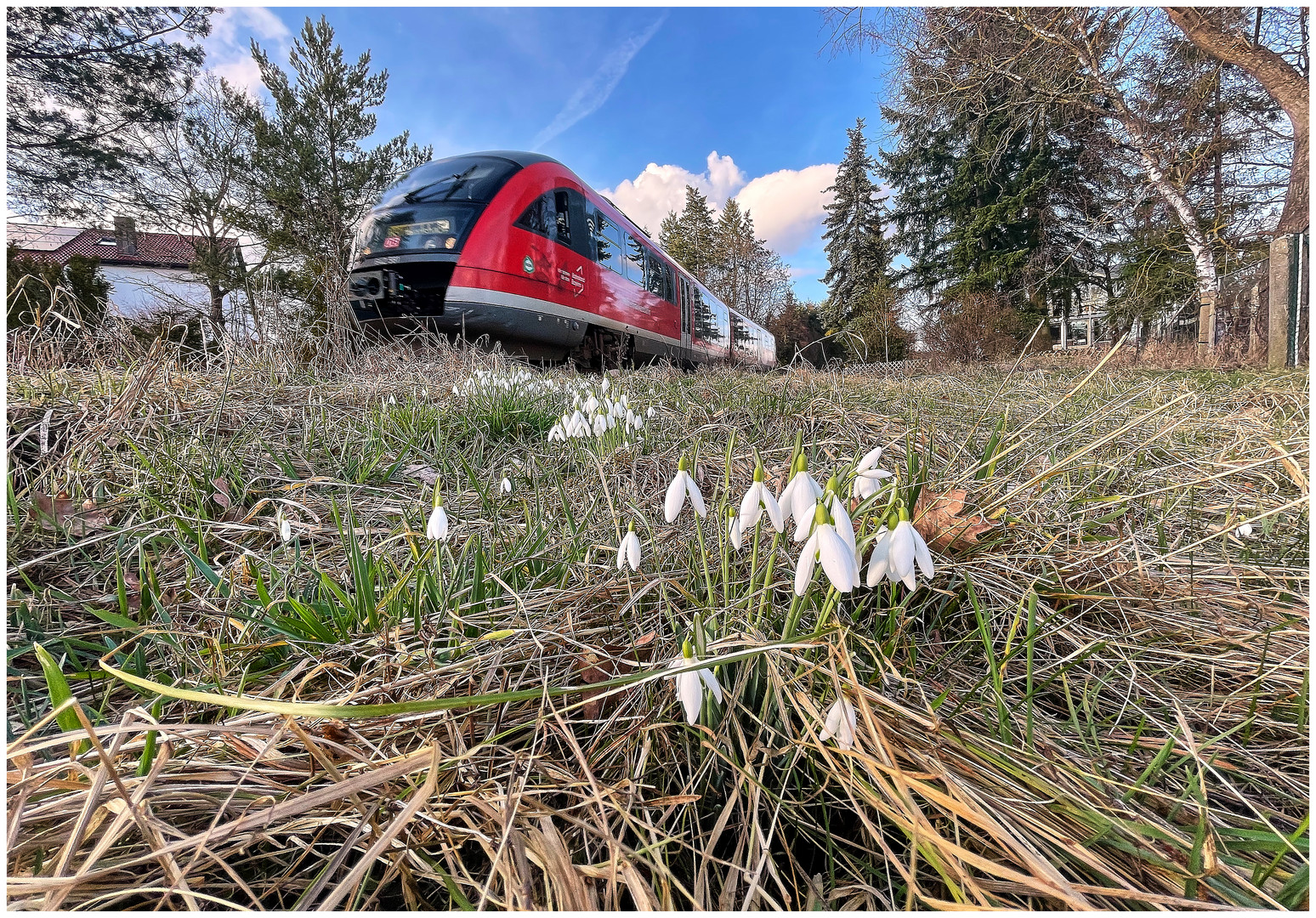 Kein Schneeflöckchen, dafür schon Schneeglöckchen