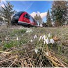 Kein Schneeflöckchen, dafür schon Schneeglöckchen