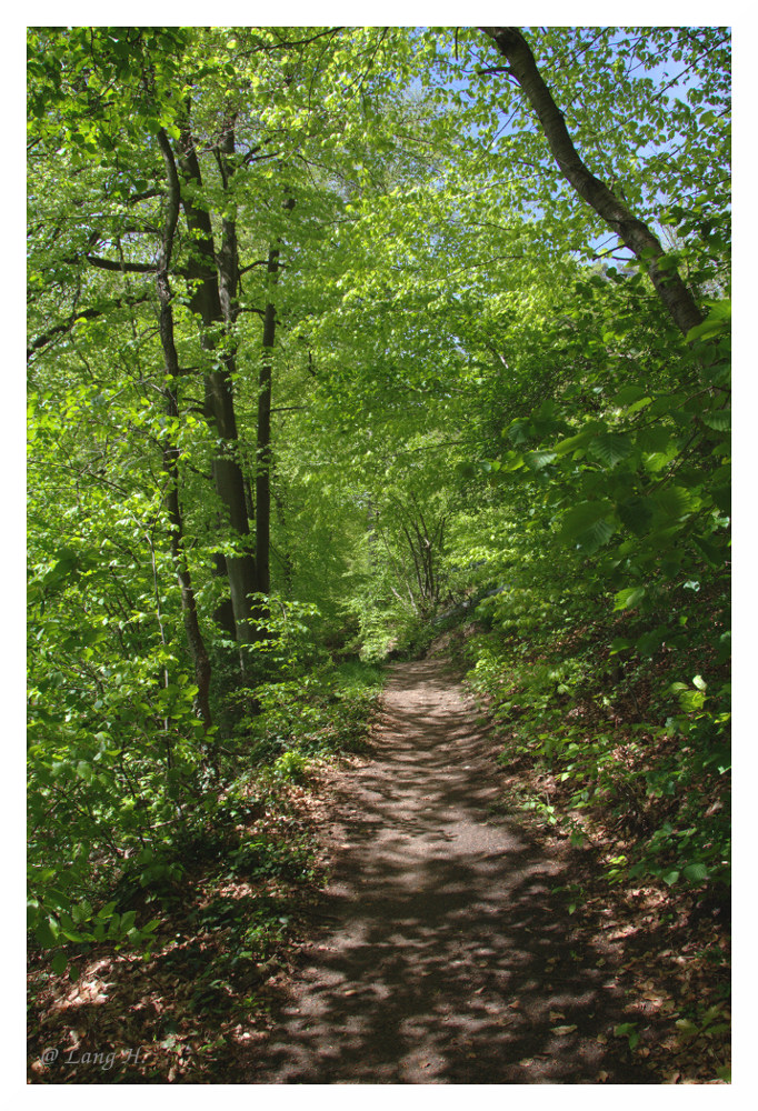 kein schöner Wald II ...