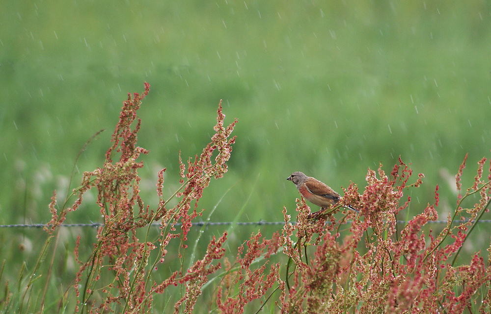 " Kein Schönwetter "