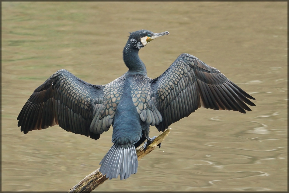 Kein schwarzer Vogel...