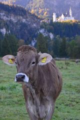 Kein Sinn für Romantik...