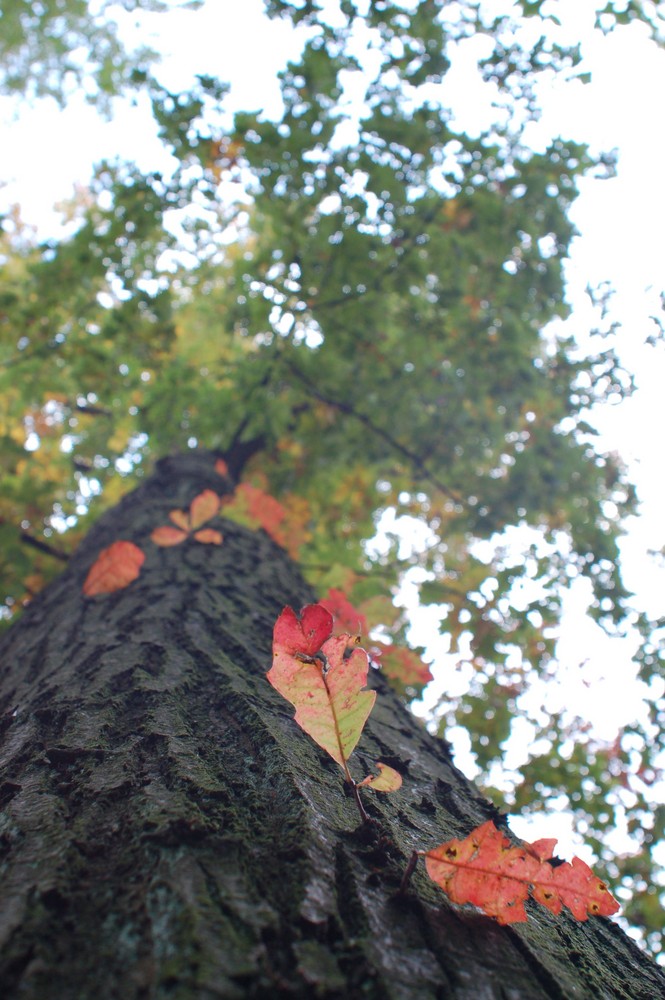 Kein Sommer mehr und noch kein Herbst...