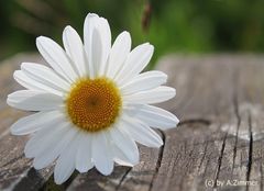 Kein Sommer ohne Gänseblümchen