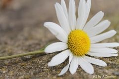 " Kein Sommer ohne Gänseblümchen II "