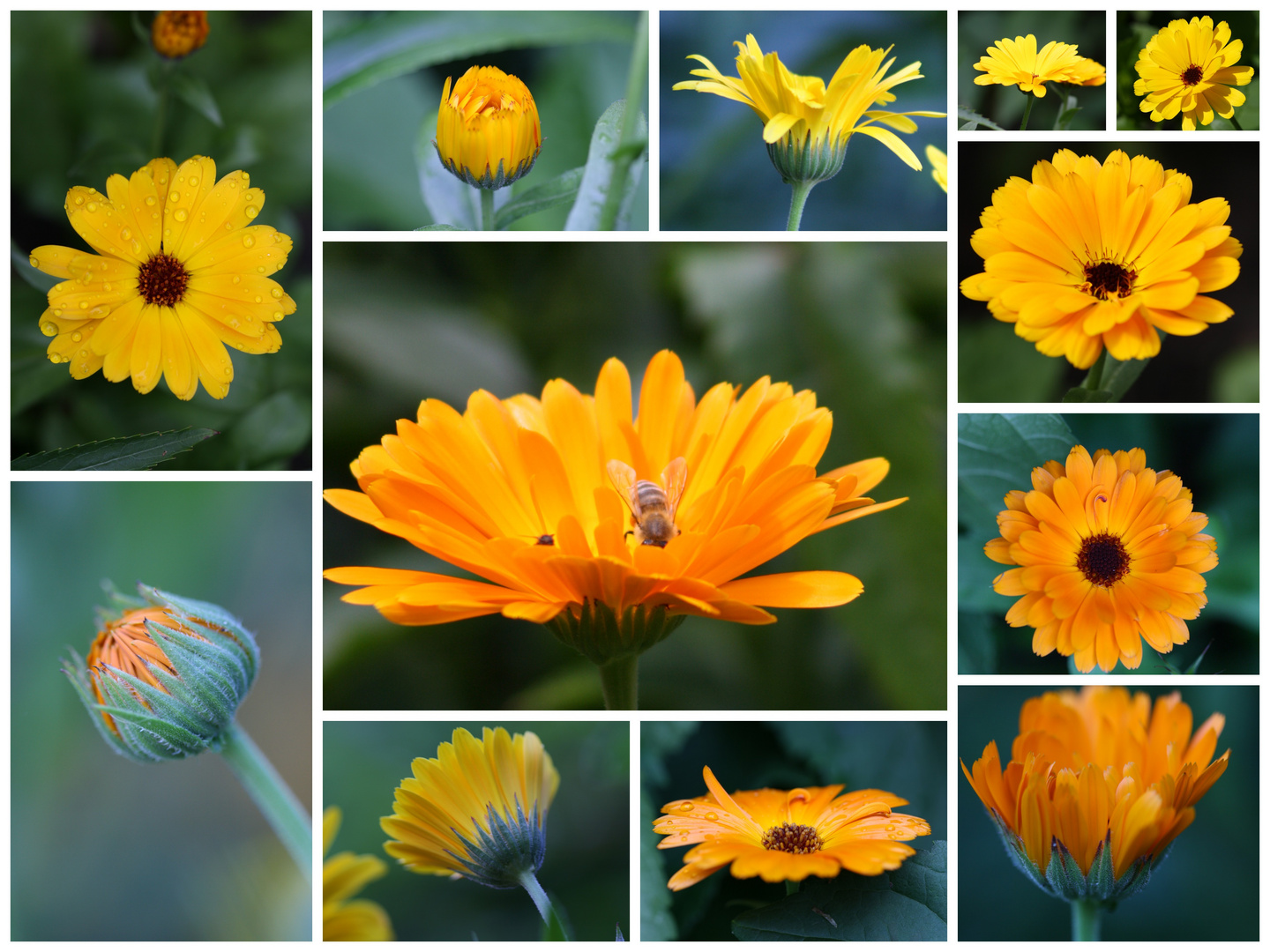 kein Sommer ohne Ringelblumen