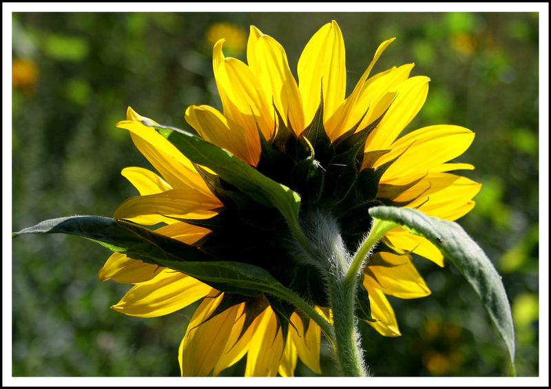 Kein Sommer ohne Sonnenblumenfoto - und hier ist es ;-)