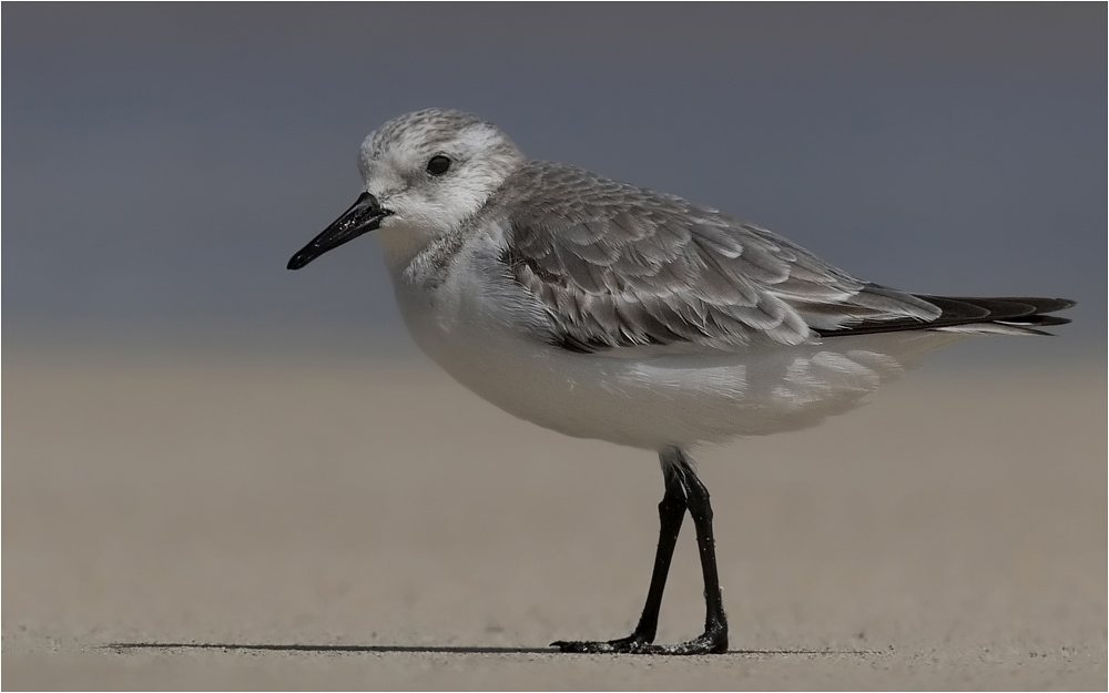 Kein Sonderling, ein Sanderling :-)