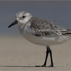 Kein Sonderling, ein Sanderling :-)