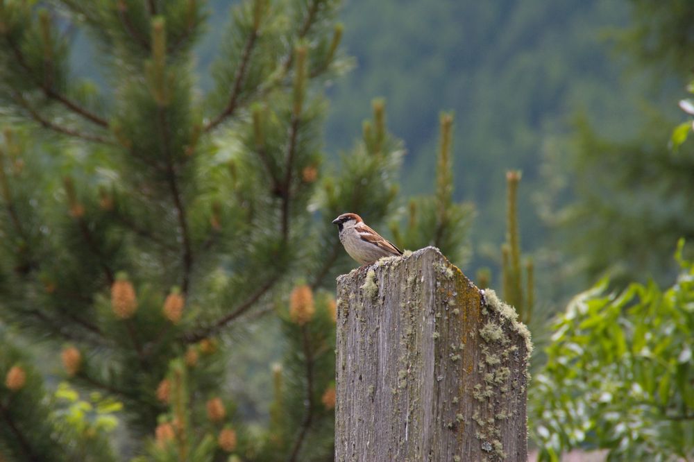 ...kein Spatz in der Hand