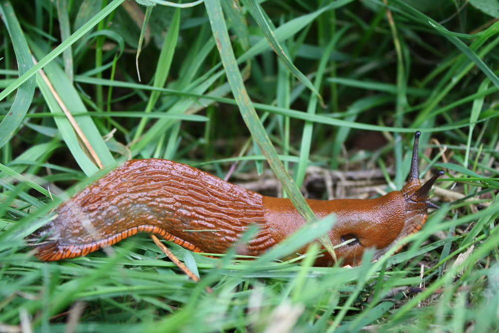 kein Stöckchen kein Gras und der Dreck, hält mich auch nicht auf