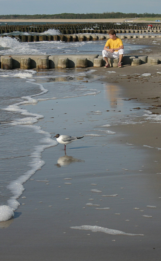 kein Strandläufer