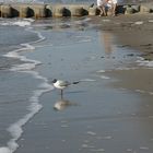 kein Strandläufer