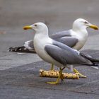 Kein Süßkram heute, ist Fastenzeit! 