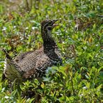 Kein Tannenhuhn - Spruce Grouse (Falcipennis canadensis)...