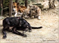 Kein Tierschutz in Kolumbien