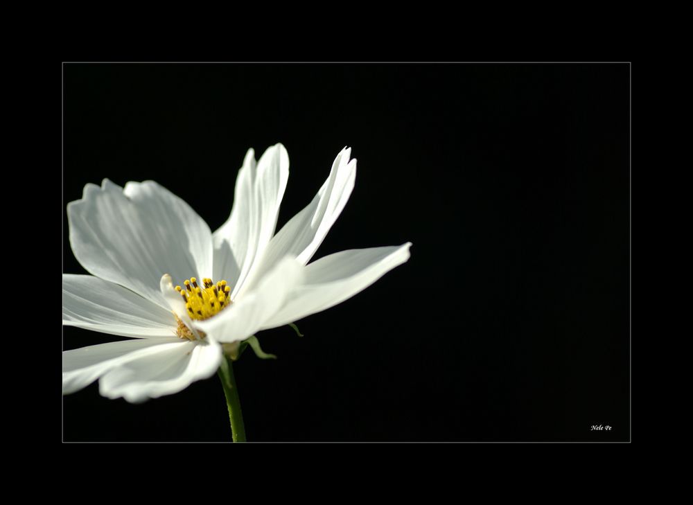 Kein Titel - einfach Blümchen