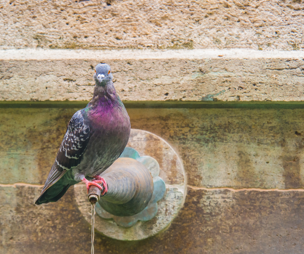 KEIN TRINKWASSER !!! Bist wohl Taub'?