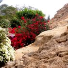 Kein Übergang zwischen blühenden Gärten und der Wüste- Sharm El Sheikh (Ägypten)