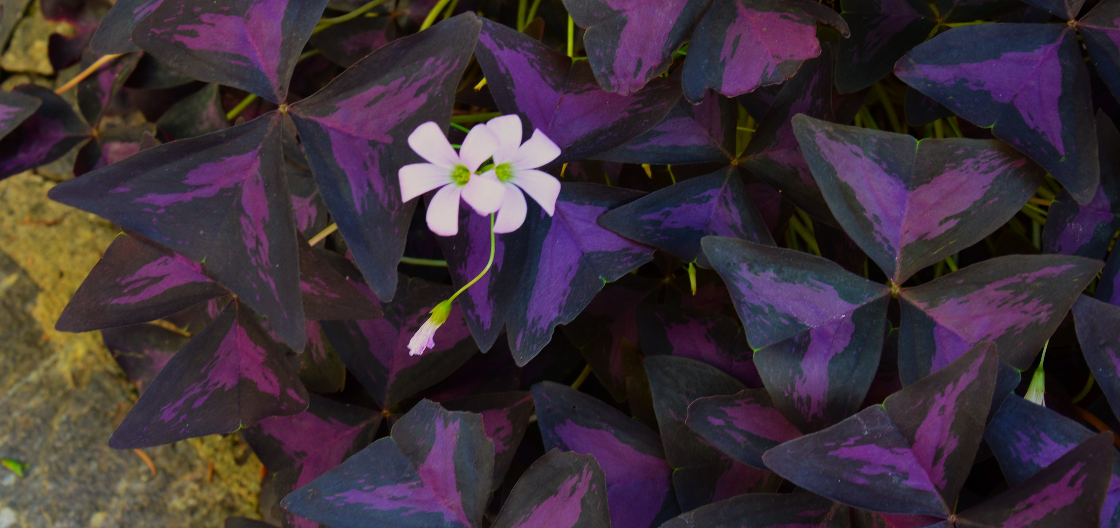 Kein Vierer dabei -Oxalis Triangularis 