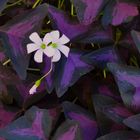 Kein Vierer dabei -Oxalis Triangularis 