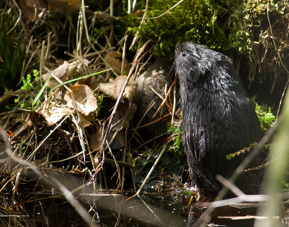 Kein Vogel