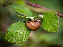 Kein Vogel wollte kommen, nur die Schnecke - die Kecke war zu sehen