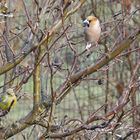 Kein Vogelhaus mehr?