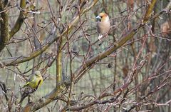 Kein Vogelhaus mehr?