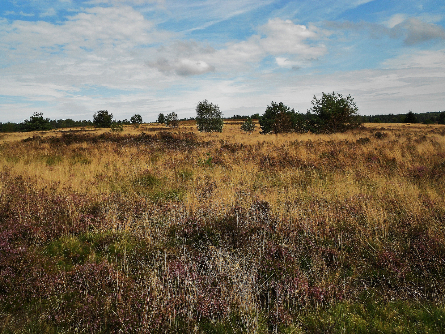 Kein Wacholder in der Lüneburger Heide