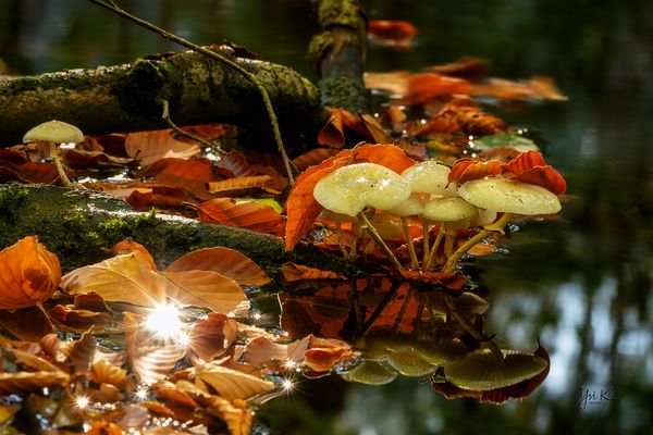 Kein Wald ist zu dunkel