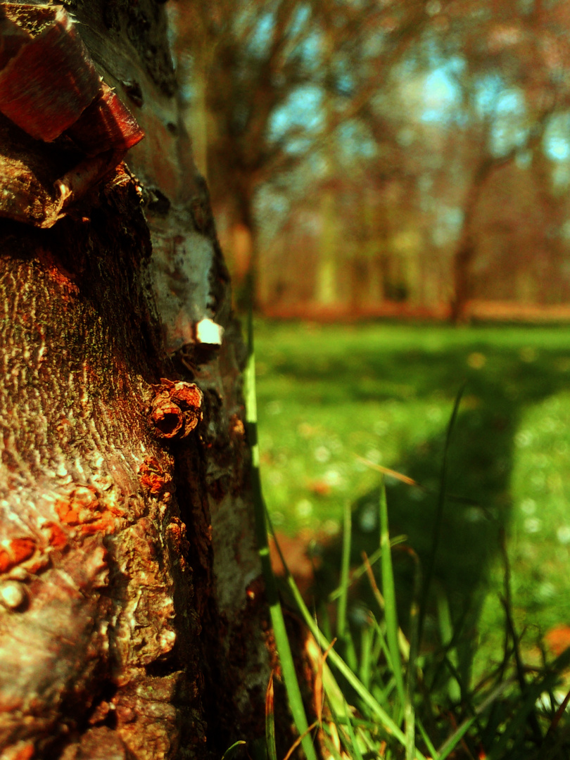 Kein Wald vor lauter Bäumen