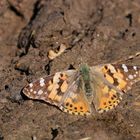 Kein Wanderwetter für Vanessa