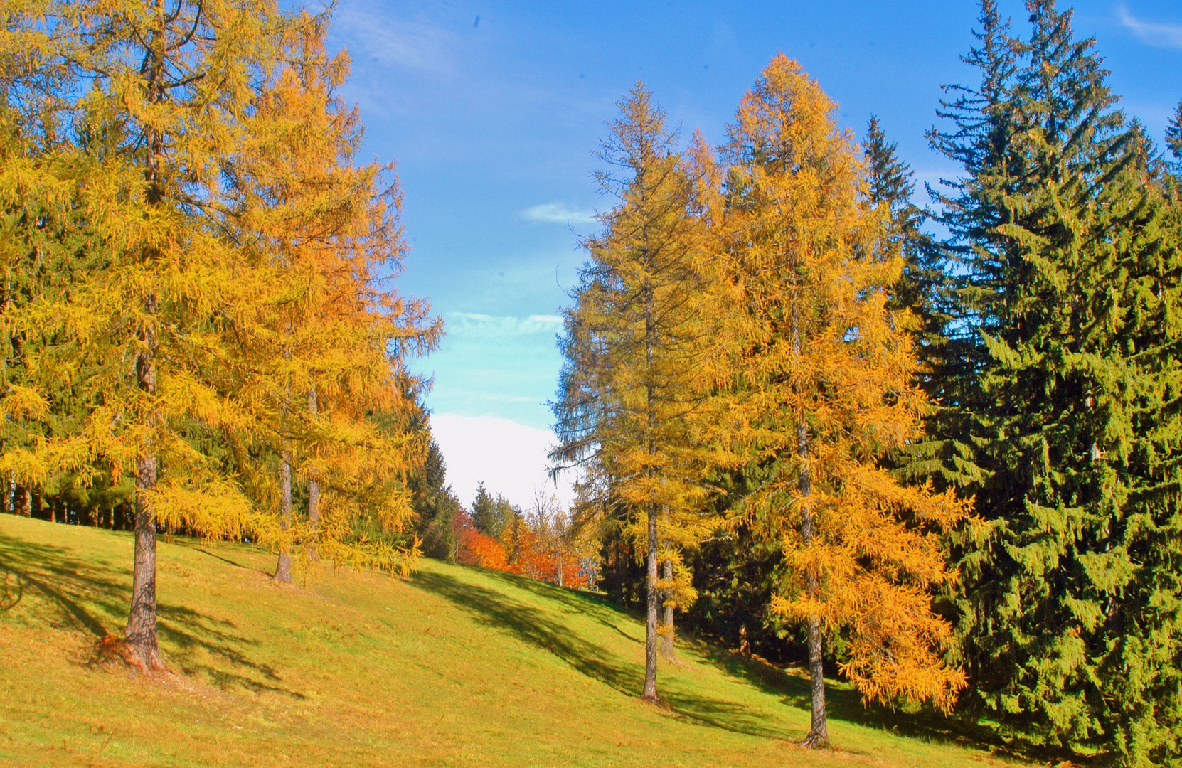 ... kein Weihnachtsbaum - Lärchen im Herbst