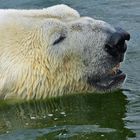 Kein Wetter für Eisbären