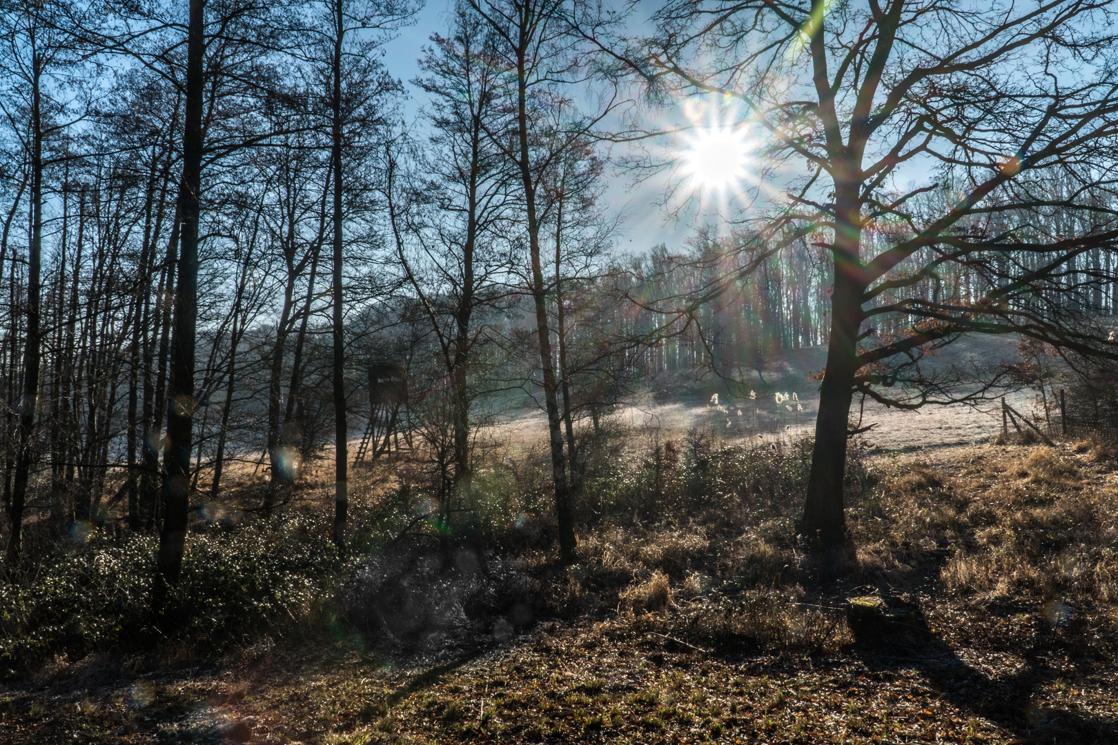 Kein Winter im Wienerwald