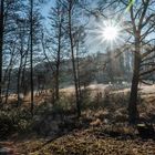 Kein Winter im Wienerwald