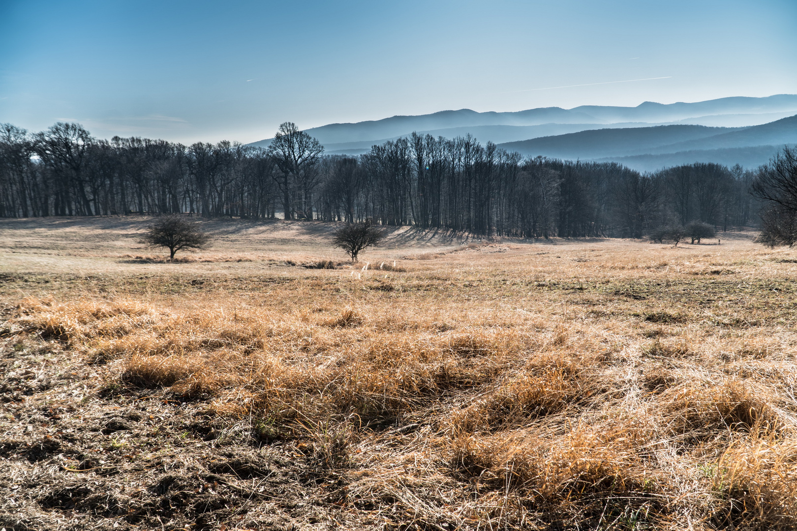 Kein Winter im Wienerwald