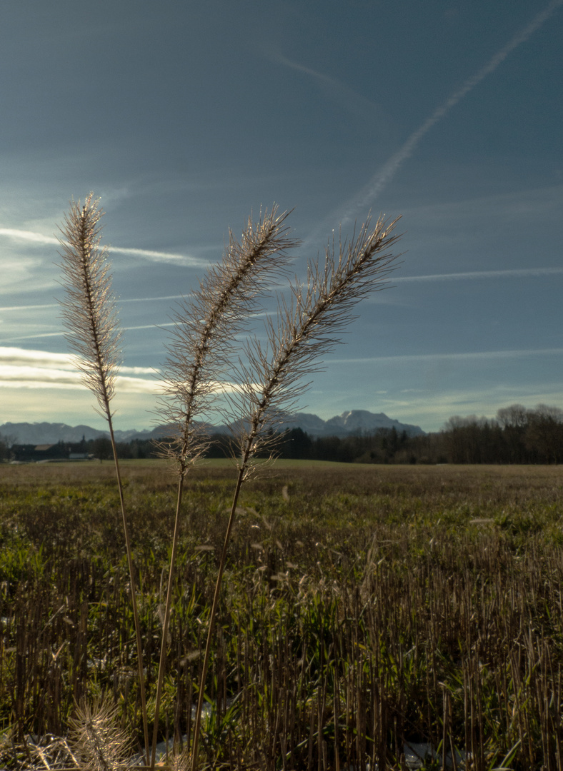 kein Winter in Sicht