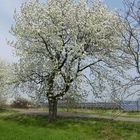 Kein Winterkleid sondern Baumblüte im April