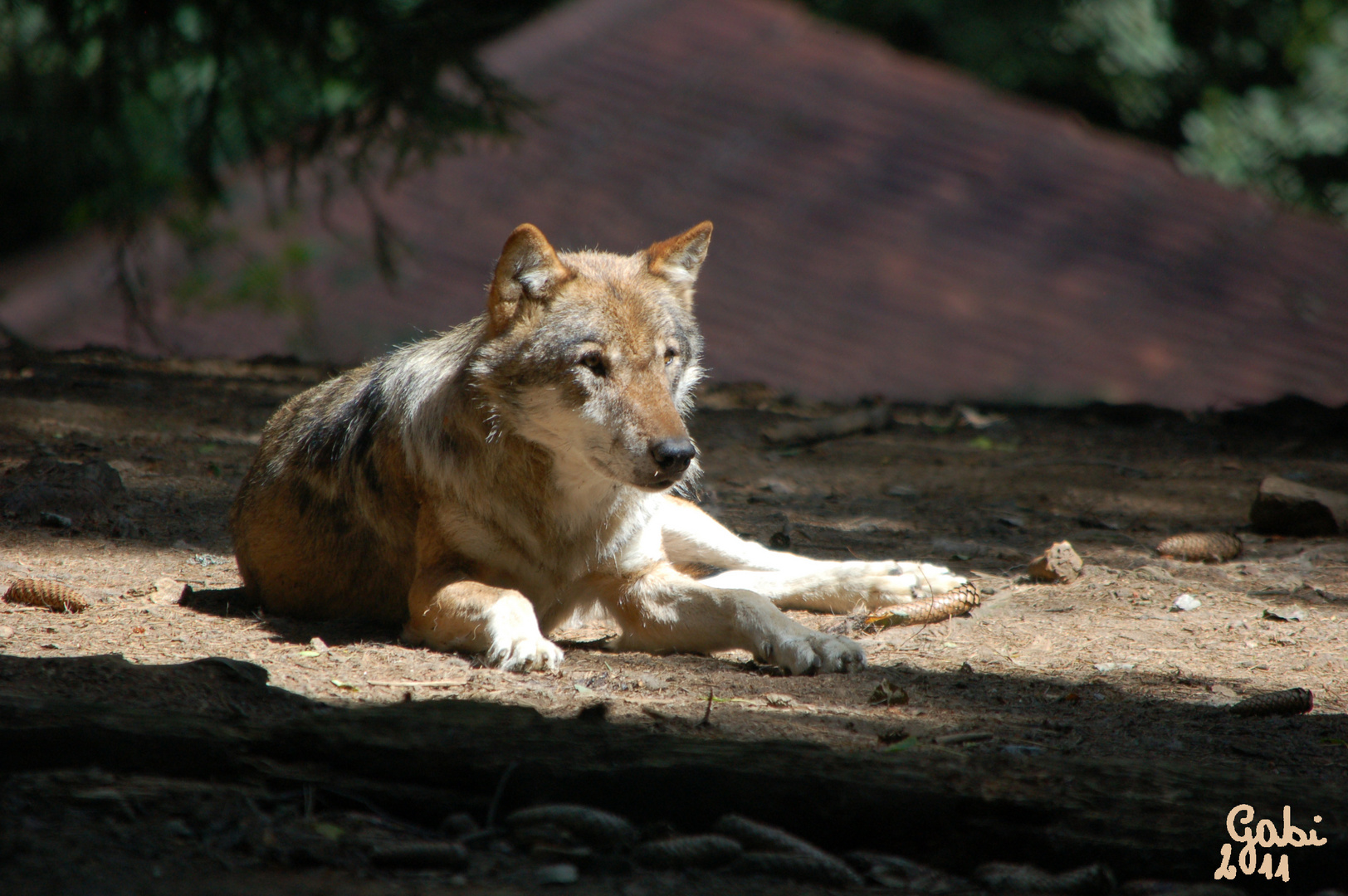 Kein Wolf im Schafpelz