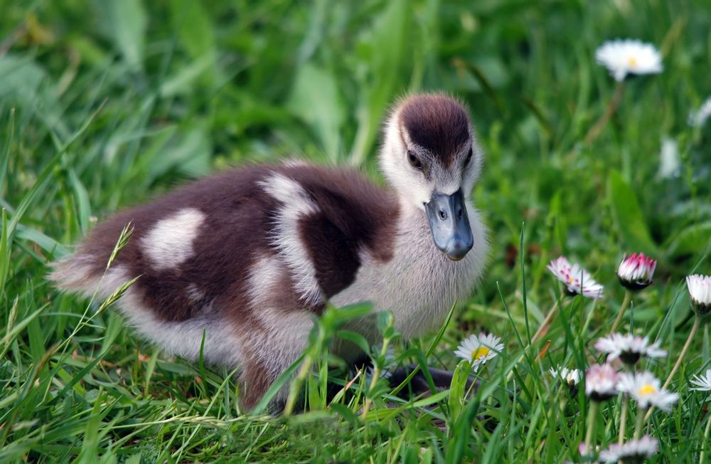 kein Wunder das es Gänseblümchen gibt :-)