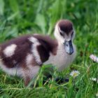 kein Wunder das es Gänseblümchen gibt :-)