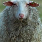 kein Wunder, dass Wolle kratzt ...