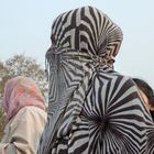 Kein Zebra