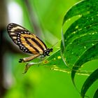 Kein Zebra Longwing