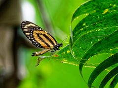 Kein Zebra Longwing